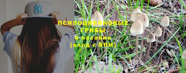 прущие грибы Абаза